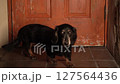 A black dachshund walking in front of a door 127564436