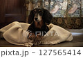 Dachshund sitting in a blanket_2 127565414