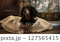 Dachshund sitting in a blanket_1 127565415