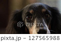 Close-up of a black dachshund's face_2 127565988