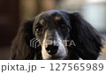 Close-up of a black dachshund's face_1 127565989