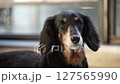 Close-up of a black dachshund_3 127565990
