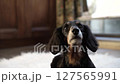 Close-up of a black dachshund_2 127565991