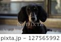 Close-up of a black dachshund_1 127565992
