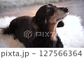 A black dachshund lying down on a white rug 127566364