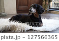 Sleepy black dachshund on a white rug_3 127566365