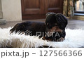 Sleepy black dachshund on a white rug_2 127566366