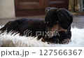 Sleepy black dachshund on a white rug_1 127566367