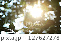 A natural healing loop video and ASMR that provides a comfortable rest, with the morning sunlight shining brightly through the trees in the forest and the leaves swaying in the fresh breeze. 127627278