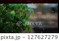 Raindrops falling under the eaves of a roof, a rainy landscape, a summer shower falling on a tree, and a relaxing rain sound ASMR 127627279