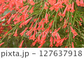 firecracker or coral plant red flower with drop of water in garden 127637918