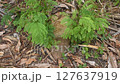 acacia tree growth from timber and wood cutting on ground in garden 127637919