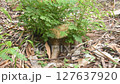 acacia tree growth from timber and wood cutting on ground in garden 127637920