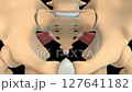 Piriformis muscle anatomy for medical concept 3D animation 127641182