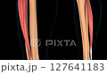 Peroneus longus muscle anatomy for medical concept 3D animation 127641183