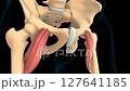 Pectineus muscle anatomy for medical concept 3D animation 127641185