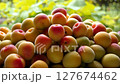 Multiple plums, fully ripe plums, plum season 127674462