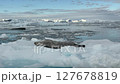 A Weddell seal is resting comfortably on an iceberg amid the tranquil waters of Antarctica 127678819