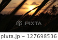 Golden Sunset Behind Silhouetted Grass Blades - Tranquil Nature Scene Golden Sunset Behind Silhouetted Grass Blades - Tranquil Nature Scene 127698536