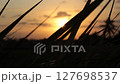 Golden Sunset Behind Silhouetted Grass Blades - Tranquil Nature Scene Golden Sunset Behind Silhouetted Grass Blades - Tranquil Nature Scene 127698537