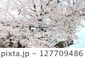 曇りの日の風に揺れる桜を見上げる 127709486