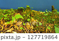 A Lush Moss-Covered Log on a Blue Screen, Ideal for Eco-Awareness and Conservation-Themed Video Projects. Perfect for Visual Storytelling on Forest Preservation, Sustainability, and Nature Protection. 127719864