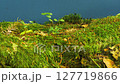 A Lush Moss-Covered Log on a Blue Screen, Ideal for Eco-Awareness and Conservation-Themed Video Projects. Perfect for Visual Storytelling on Forest Preservation, Sustainability, and Nature Protection. 127719866