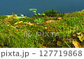 A Lush Moss-Covered Log on a Blue Screen, Ideal for Eco-Awareness and Conservation-Themed Video Projects. Perfect for Visual Storytelling on Forest Preservation, Sustainability, and Nature Protection. 127719868