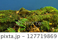 A Mossy Log Set Against a Blue Screen, Ready for Nature and Ecosystem-Themed Compositing. Ideal for Green Screen Effects, This Asset Adds Depth to Fantasy, Ecological, and Forest Scenes. 127719869