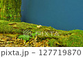 A Mossy Log Set Against a Blue Screen, Ready for Nature and Ecosystem-Themed Compositing. Ideal for Green Screen Effects, This Asset Adds Depth to Fantasy, Ecological, and Forest Scenes. 127719870