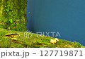 A Mossy Log Set Against a Blue Screen, Ready for Nature and Ecosystem-Themed Compositing. Ideal for Green Screen Effects, This Asset Adds Depth to Fantasy, Ecological, and Forest Scenes. 127719871