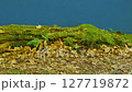 A Mossy Log Set Against a Blue Screen, Ideal for Video Effects. Nature, Ecology, and Fantasy Scenes. Great for Green Screen Applications, AI Compositing, and Environmental Themes in Video Production 127719872