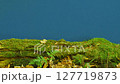 A Mossy Log Set Against a Blue Screen, Ideal for Video Effects. Nature, Ecology, and Fantasy Scenes. Great for Green Screen Applications, AI Compositing, and Environmental Themes in Video Production 127719873
