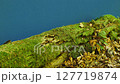 A Mossy Log Set Against a Blue Screen, Ideal for Video Effects. Nature, Ecology, and Fantasy Scenes. Great for Green Screen Applications, AI Compositing, and Environmental Themes in Video Production 127719874
