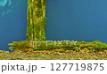 A Mossy Log Set Against a Blue Screen, Ideal for Video Effects. Nature, Ecology, and Fantasy Scenes. Great for Green Screen Applications, AI Compositing, and Environmental Themes in Video Production 127719875