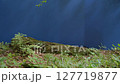 A Moss-Covered Log Set Against a Blue Screen, Ideal for Adding Forest, Fantasy, or Ecological Elements to Videos. Perfect for Nature Scenes, AI Compositing, Magical Themes, and Environmental Concepts 127719877