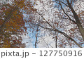 秋の白神山地 127750916