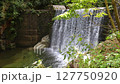 白神山地の(ブナ林） 127750920