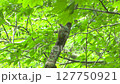 白神山地の野鳥 127750921