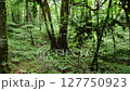白神山地（ブナ林） 127750923