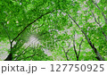 初夏の白神山地ブナ林 127750925