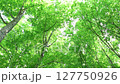 初夏の白神山地ブナ林で 127750926