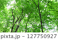 初夏の白神山地ブナ林（ジンバル） 127750927