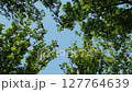 樹葉在風中搖曳 127764639