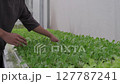 Asian male gardener works and checks vegetables in hydroponic farm. 127787241