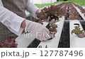Asian gardener works on hydroponics farm 127787496