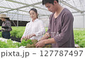 Young Asian farmer working in hydroponic farm 127787497