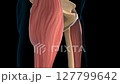 Tensor fasciae latae muscle anatomy for medical concept 3D animation 127799642
