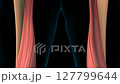 Semimembranosus muscle anatomy for medical concept 3D animation 127799644