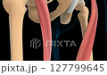 Sartorius muscle anatomy for medical concept 3D animation 127799645